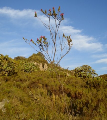 Hypocalyptus sophoroides mostly bare stems